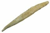 Fossil Shark (Hybodus) Dorsal Spine - Kem Kem Beds, Morocco #353145-1